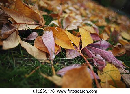 Stock Photo - Autumn leaves. Fotosearch