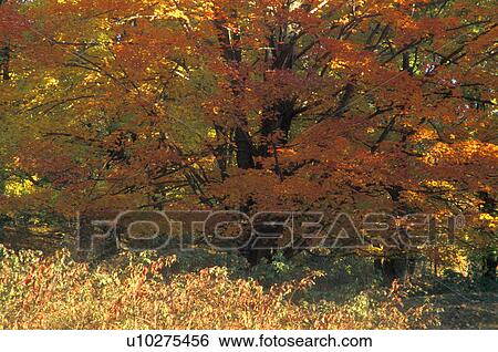 Stock Photograph - Autumn tree. Fotosearch