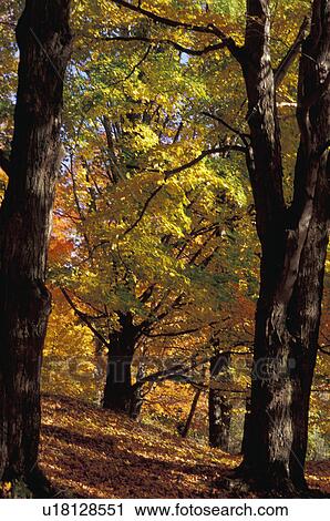 Autumn woodland View Large Photo Image Stock Image - Autumn woodland. Fotosearch