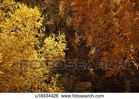 Stock Photograph - Autumnal trees. Fotosearch