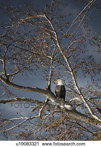Stock Image - Bald eagle in a tree. Fotosearch