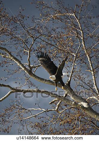 Bald eagle taking off View Large Photo Image Picture - Bald eagle taking off. Fotosearch