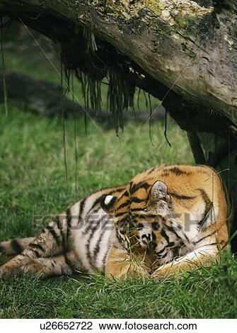 Stock Image - Beautiful tiger. Fotosearch