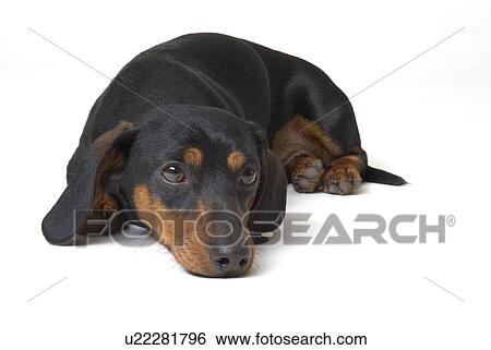 Stock Photograph - Black and tan dachshund. Fotosearch