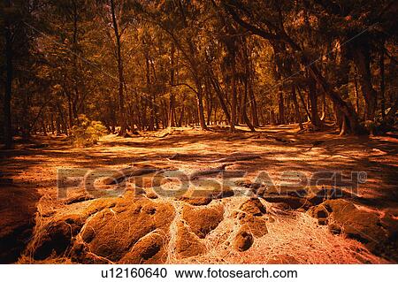 Stock Image - Brown forest and woodland. Fotosearch
