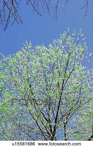 Stock Photograph - Budding tree top. Fotosearch