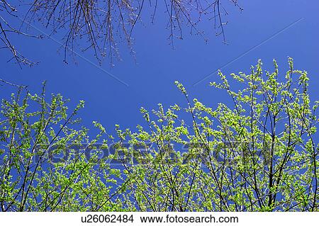 Budding tree tops View Large Photo Image Picture - Budding tree tops. Fotosearch