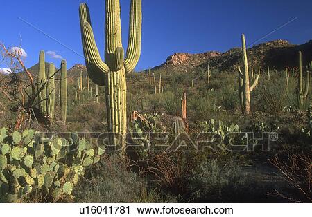 Cacti landscape View Large Photo Image Stock Image - Cacti landscape. Fotosearch