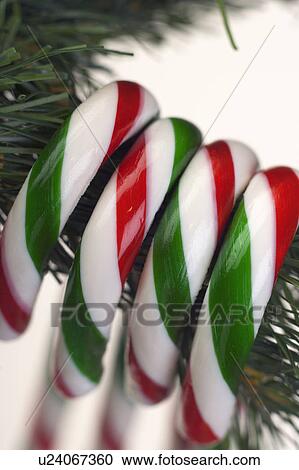 Stock Image - Candy canes hanging from tree. Fotosearch