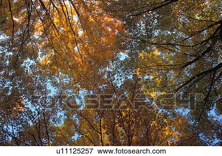 Stock Photo - Canopy of autumn branches. Fotosearch