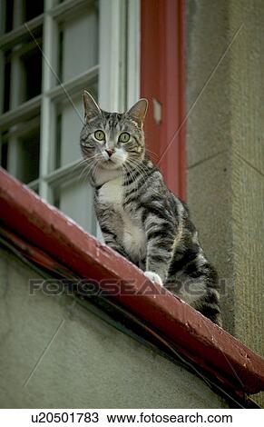 Stock Image - Cat sitting on a windowsill. Fotosearch