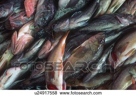 Stock Photo - Catch of the day. Fotosearch