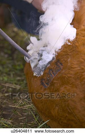 Cattle branding View Large Photo Image Stock Image - Cattle branding. Fotosearch