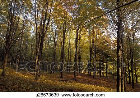 Stock Photo - Changing trees. Fotosearch