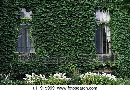 Climbing plant on the side of a house View Large Photo Image Stock Photo - Climbing plant on the side of a house. Fotosearch