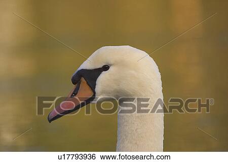 Stock Photograph - close up of a swan's head. Fotosearch