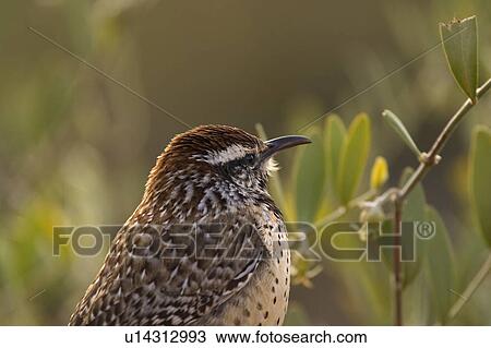 Stock Image - close up of Cactus Wren. Fotosearch