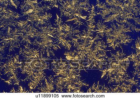 Stock Photography - Close up of conifer branches on the water. Fotosearch
