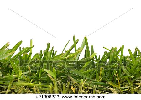 Stock Image - Close-up of grass blades. Fotosearch