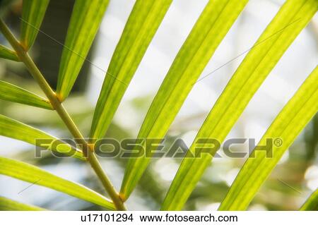 Picture - Close up of leaf frond. Fotosearch
