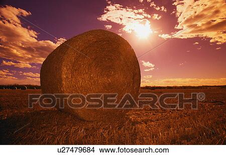 Picture - Closeup of a round hay bale. Fotosearch