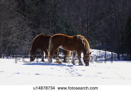 Picture - Clydesdale Horses. Fotosearch