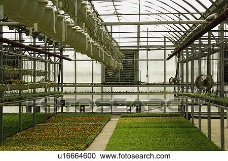 Commercial plants growing in greenhouse View Large Photo Image Stock Image - Commercial plants growing in greenhouse. Fotosearch