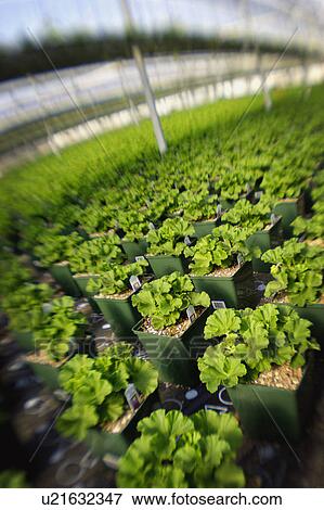 Commercially grown plants in a greenhouse View Large Photo Image Stock Photo - Commercially grown plants in a greenhouse. Fotosearch