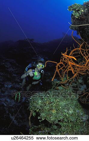 Stock Photography - Coral inspection. Fotosearch