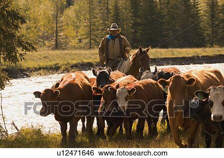 Cowboy in cattle roundup Southern Alberta Canada View Large Photo Image Stock Photograph - Cowboy in cattle roundup Southern Alberta Canada. Fotosearch