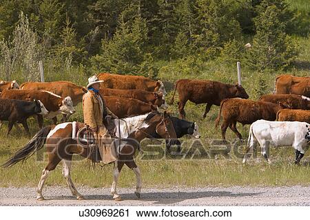 Cowboy on found up in Southern Alberta Canada View Large Photo Image Stock Image - Cowboy on found up in Southern Alberta Canada. Fotosearch