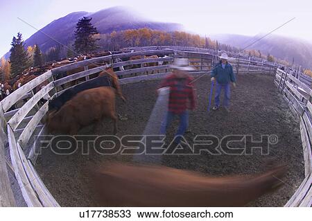 Stock Image - Cowboys in pen catching cow. Fotosearch