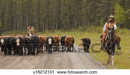 Stock Image - Cowboys on cattle round up Southern Alberta Canada. Fotosearch