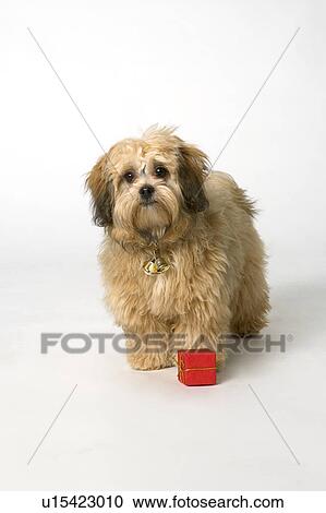 Cute fluffy brown dog View Large Photo Image Stock Image - Cute fluffy brown dog. Fotosearch