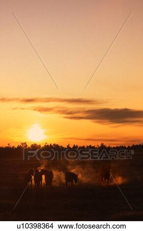 Picture - Dawn over some horses. Fotosearch