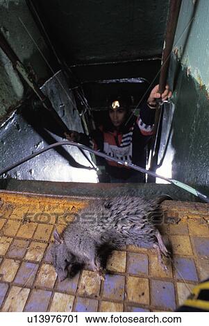 Dead rat on derelict boat View Large Photo Image Stock Image - Dead rat on derelict boat. Fotosearch