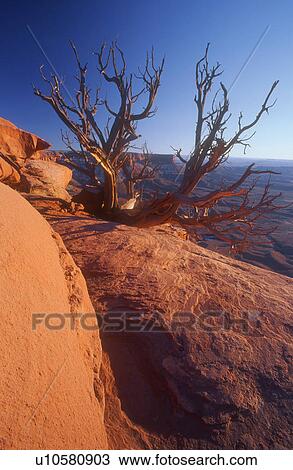 Stock Image - Dead tree. Fotosearch