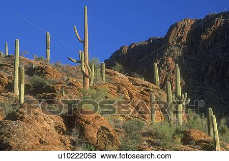 Stock Photo - Desert cacti. Fotosearch