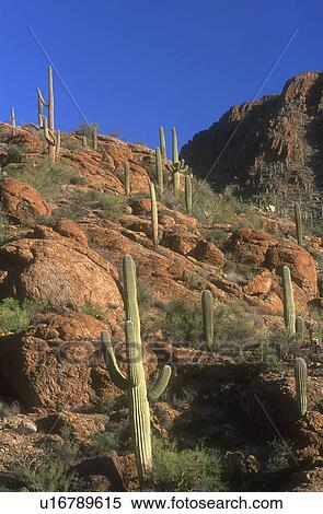 Stock Photography - Desert scrubland and cacti. Fotosearch
