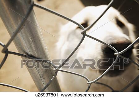 Dog behind fence View Large Photo Image Stock Image - Dog behind fence. Fotosearch