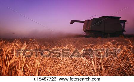 Stock Image - Farm equipment in field of grain. Fotosearch