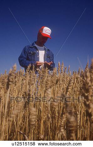 Stock Photo - Farmer surveying crop. Fotosearch