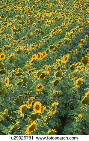 Stock Image - Field of sunflowers. Fotosearch