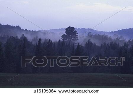Picture - Forest in the early morning. Fotosearch