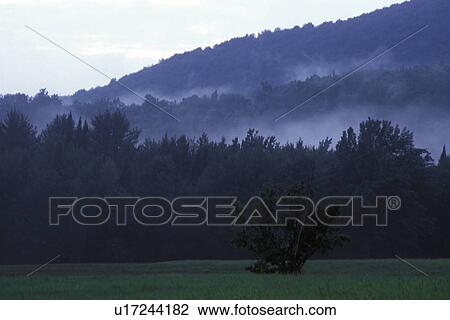 Stock Image - Forest scenery with morning mist. Fotosearch