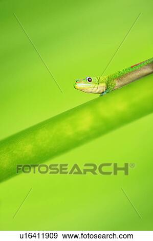 Green Gecko View Large Photo Image Stock Photo - Green Gecko. Fotosearch