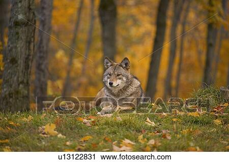 Stock Image - Grey wolf. Fotosearch