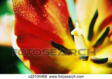 Stock Photo - Heart of a tulip. Fotosearch