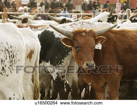 Picture - Herd of cattle. Fotosearch