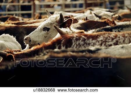 Herd of cattle View Large Photo Image Stock Photo - Herd of cattle. Fotosearch